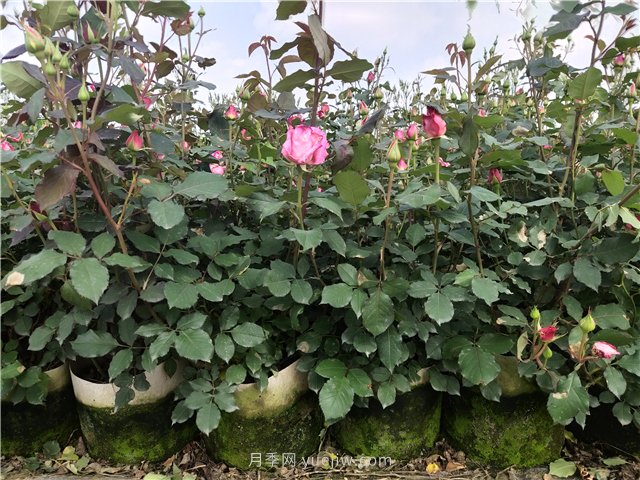 盆栽月季月月開花五個(gè)因素和養(yǎng)護(hù)修剪原則(圖2)