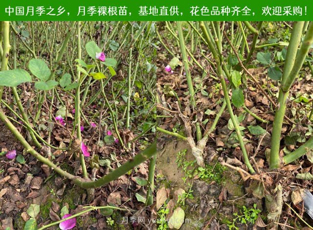 春夏秋冬月季種植指南，月季什么時候種植***好對比(圖2)