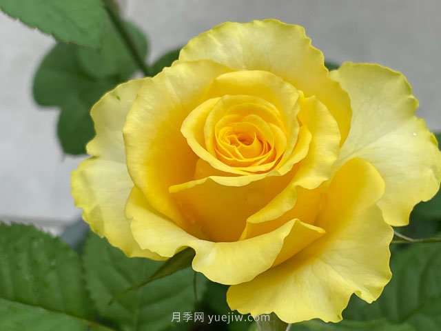 貝殼月季，黃色月季里的代表作和佼佼者(圖2)