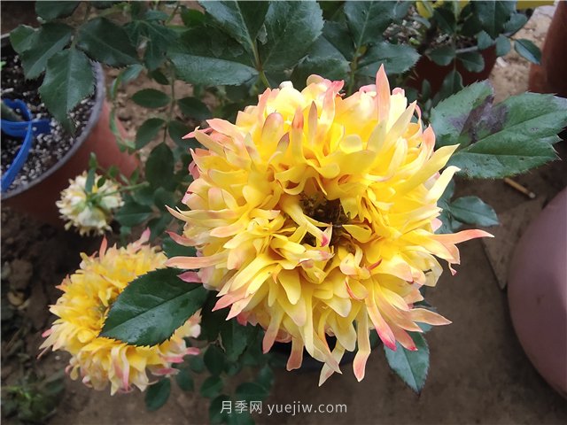月季產(chǎn)地在哪？月季品種有哪些代表品類？(圖1)