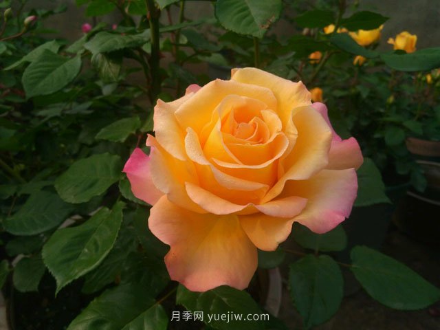 月季有哪些優(yōu)良品種代表？(圖1)