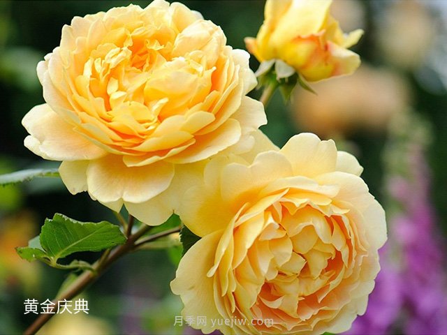 月季花的品種非常多，哪一款月季香味***香？推薦5個(gè)品種(圖5)