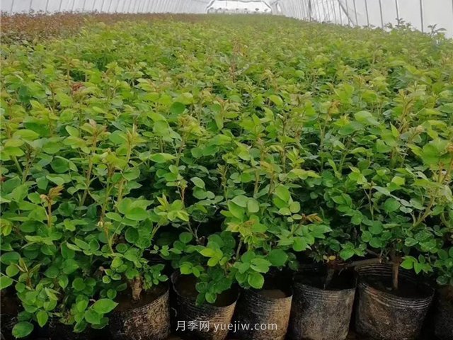 春天買的月季苗非常容易死掉，需要如何養(yǎng)護(圖1)