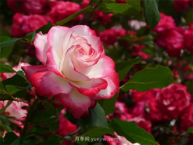 綠地率和綠化率的區(qū)別！(圖1)