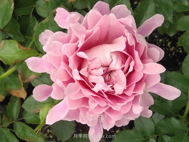 夏日炎炎，苗木日灼傷了怎么辦？(圖1)