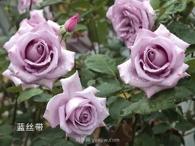夏季要預(yù)防月季病害，6種苗木病害防治方法(圖1)