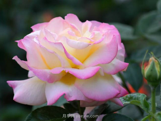 6種花卉入手有“黃金時(shí)間”，別選錯(cuò)(圖1)