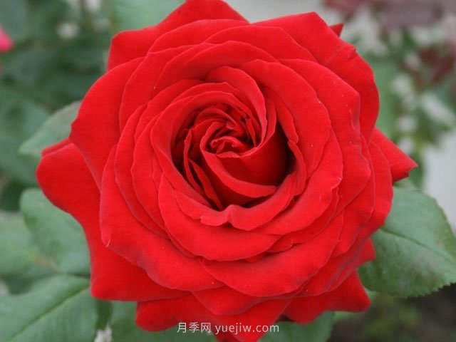 有沒(méi)有月季大神，集齊這10種顏色的月季花(圖1)