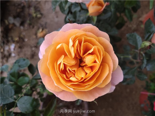有沒(méi)有月季大神，集齊這10種顏色的月季花(圖2)