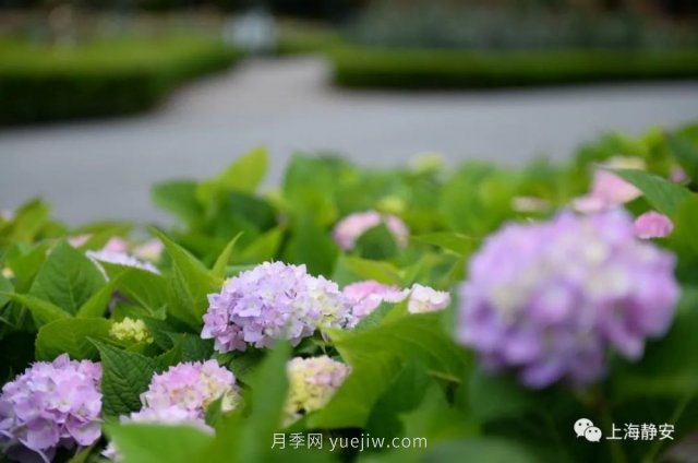 上海靜安區(qū)白遺橋公園5000余株月季盛放！位置在這(圖4)