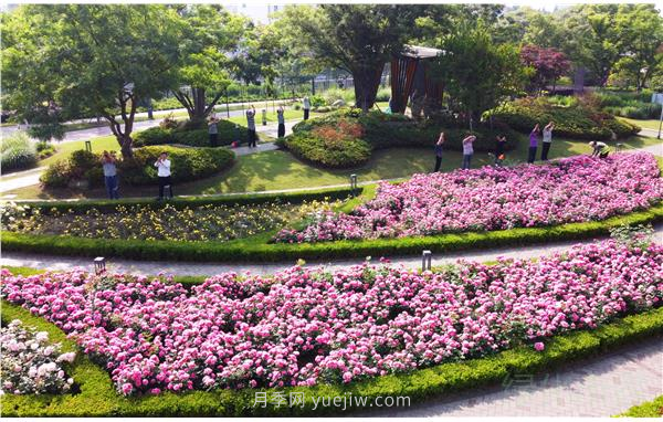 上海靜安區(qū)白遺橋公園5000余株月季盛放！位置在這(圖3)