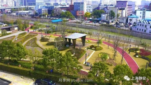 上海靜安區(qū)白遺橋公園5000余株月季盛放！位置在這(圖5)