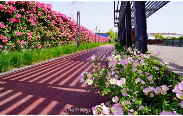 上海靜安區(qū)白遺橋公園5000余株月季盛放！位置在這(圖2)