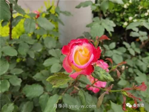 市花月季扮靚陜西渭南，朝陽大街成了鮮花大道(圖6)