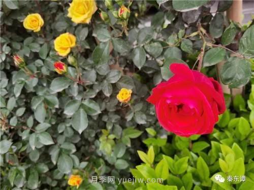 市花月季扮靚陜西渭南，朝陽大街成了鮮花大道(圖3)