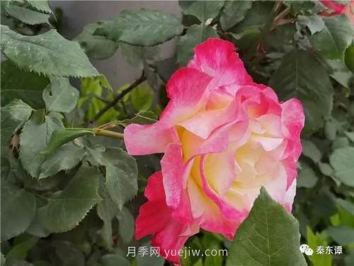 市花月季扮靚陜西渭南，朝陽大街成了鮮花大道(圖1)