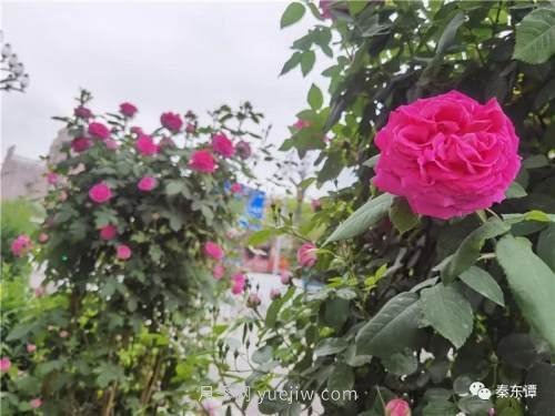 市花月季扮靚陜西渭南，朝陽大街成了鮮花大道(圖2)