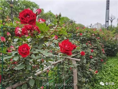 市花月季扮靚陜西渭南，朝陽大街成了鮮花大道(圖7)