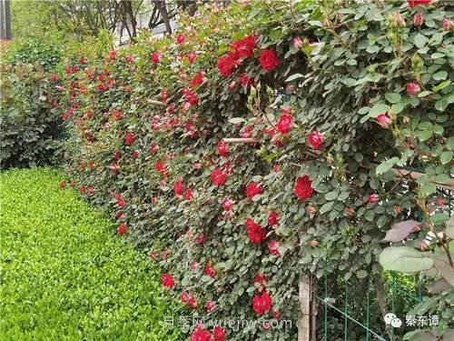 市花月季扮靚陜西渭南，朝陽大街成了鮮花大道(圖4)