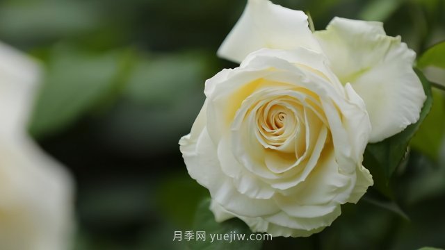 夏天注意4個(gè)方面的養(yǎng)護(hù)工作，月季花才能安全無(wú)憂(yōu)的度夏(圖3)