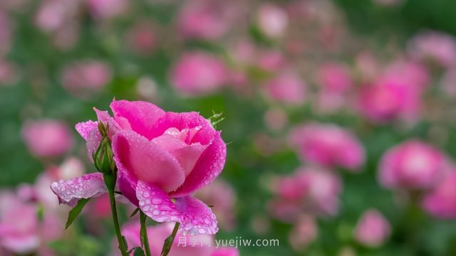 夏天注意4個(gè)方面的養(yǎng)護(hù)工作，月季花才能安全無(wú)憂(yōu)的度夏(圖2)