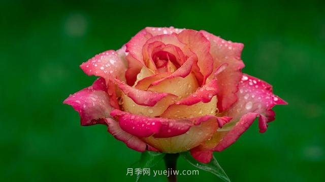 夏天注意4個(gè)方面的養(yǎng)護(hù)工作，月季花才能安全無(wú)憂(yōu)的度夏(圖1)