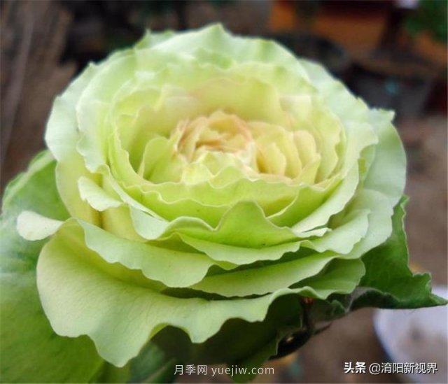 20種經(jīng)典月季品種，妝點南陽火熱的夏季(圖17)