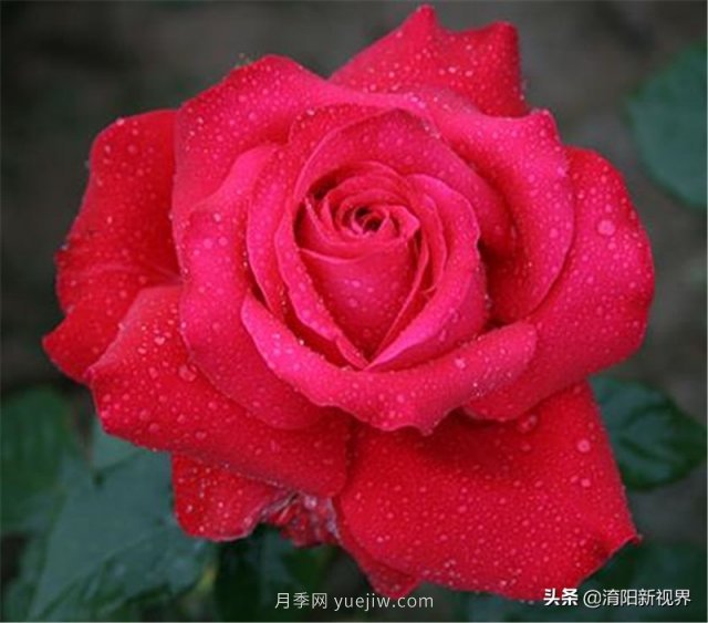 20種經(jīng)典月季品種，妝點南陽火熱的夏季(圖3)