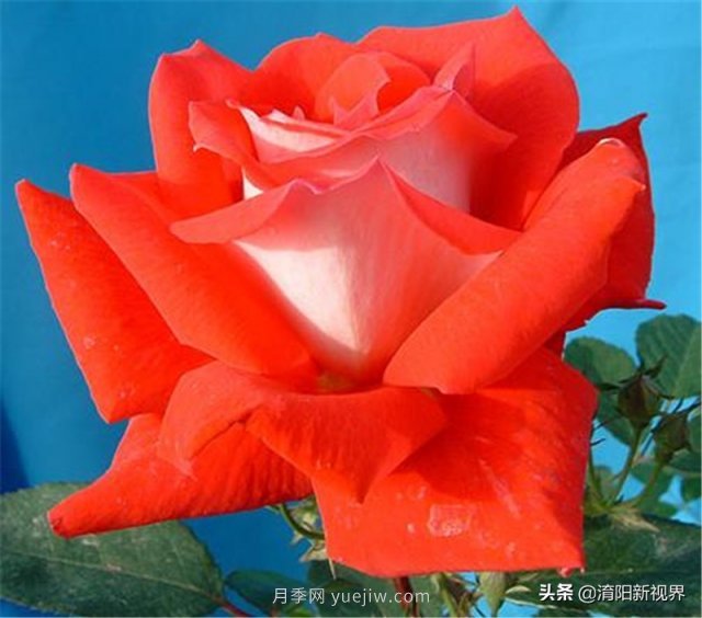 20種經(jīng)典月季品種，妝點南陽火熱的夏季(圖11)