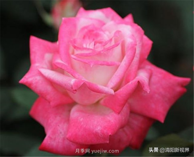 20種經(jīng)典月季品種，妝點南陽火熱的夏季(圖12)