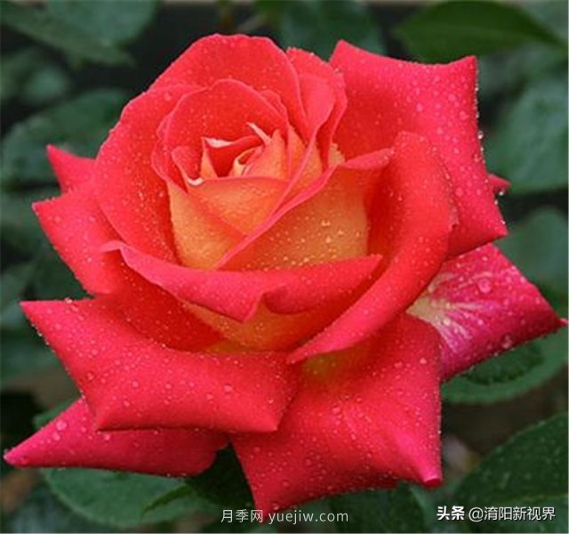 20種經(jīng)典月季品種，妝點南陽火熱的夏季(圖4)