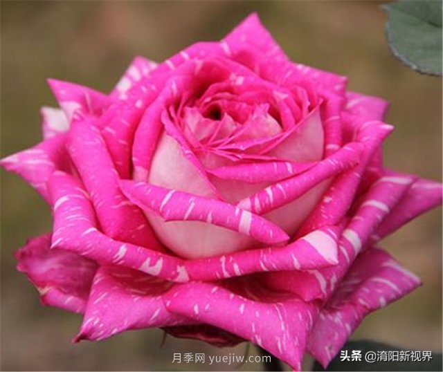 20種經(jīng)典月季品種，妝點南陽火熱的夏季(圖16)