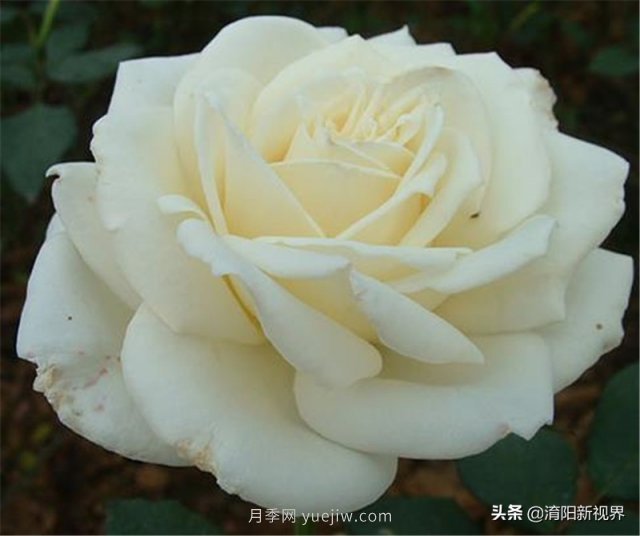 20種經(jīng)典月季品種，妝點南陽火熱的夏季(圖10)