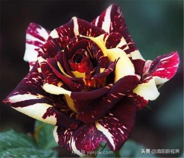 20種經(jīng)典月季品種，妝點南陽火熱的夏季(圖20)