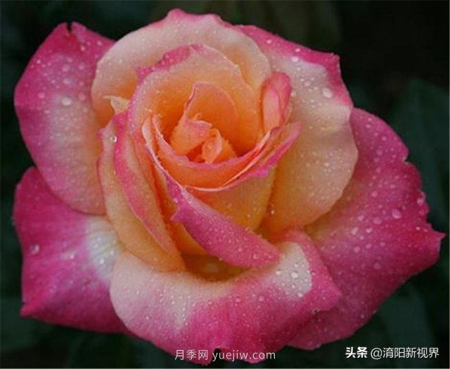20種經(jīng)典月季品種，妝點南陽火熱的夏季(圖14)