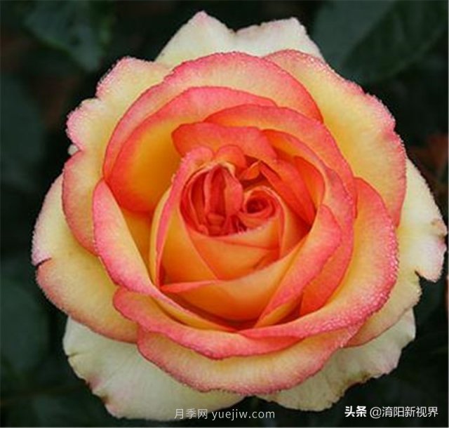 20種經(jīng)典月季品種，妝點南陽火熱的夏季(圖13)