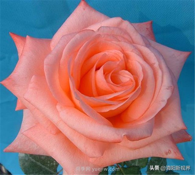 20種經(jīng)典月季品種，妝點南陽火熱的夏季(圖15)