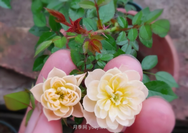 超級(jí)小可愛，推薦8個(gè)迷你型微月小月季品種(圖4)