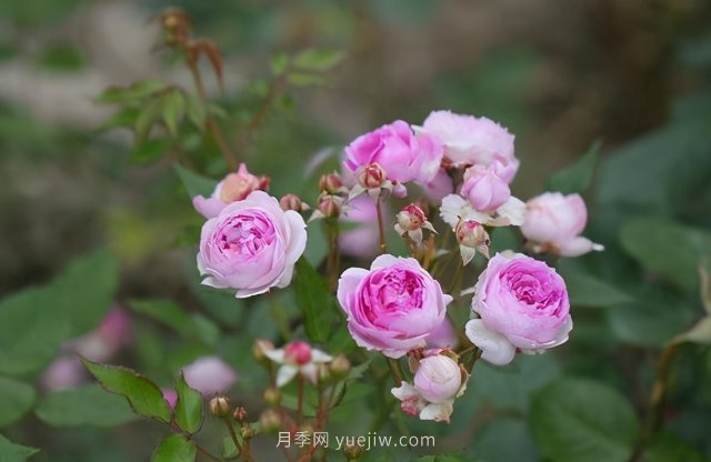 超級(jí)小可愛，推薦8個(gè)迷你型微月小月季品種(圖8)