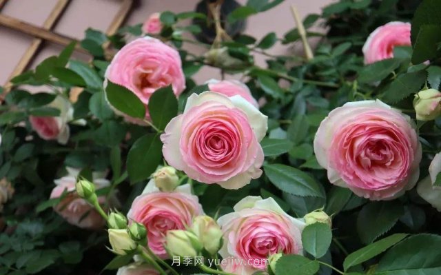 推薦花量大生長快的4種藤本月季花，適合打造花墻拱門(圖2)