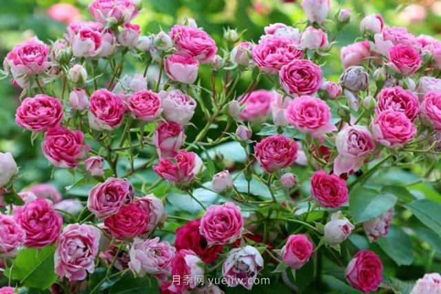 推薦花量大生長快的4種藤本月季花，適合打造花墻拱門(圖1)