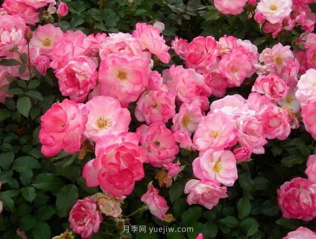 推薦花量大生長快的4種藤本月季花，適合打造花墻拱門(圖3)