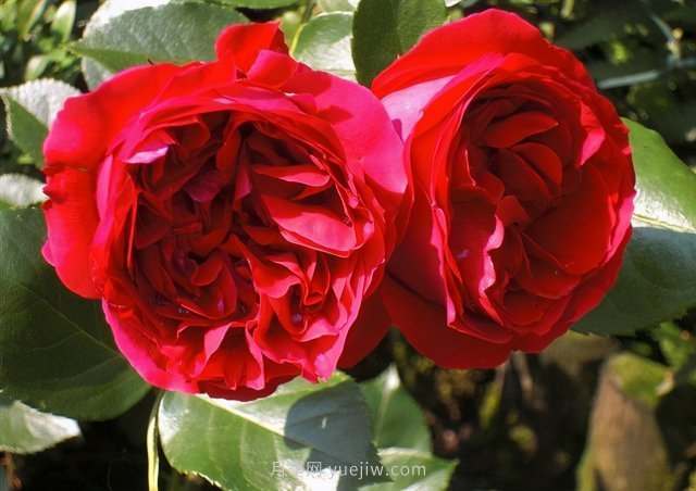 推薦花量大生長快的4種藤本月季花，適合打造花墻拱門(圖4)