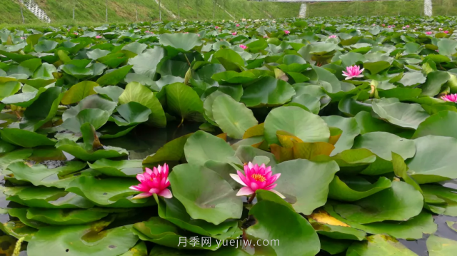古樁月季繁花似錦，美麗經(jīng)濟花開鎮(zhèn)平(圖3)