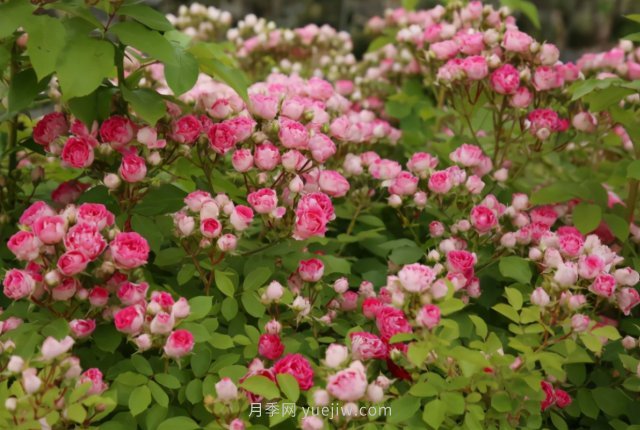 胭脂扣月季，多季開花的藤本，花期長，單枝條開花幾十朵(圖2)