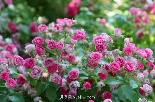 胭脂扣月季，多季開花的藤本，花期長，單枝條開花幾十朵(圖3)
