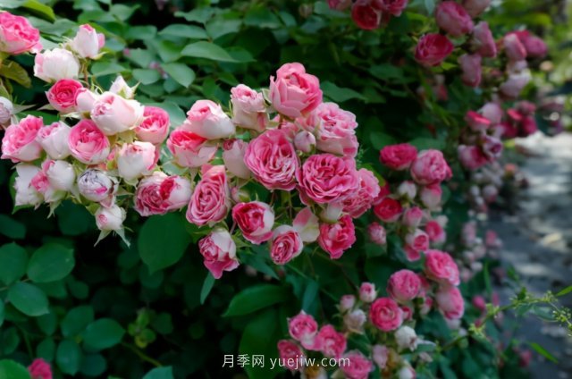 胭脂扣月季，多季開花的藤本，花期長，單枝條開花幾十朵(圖1)
