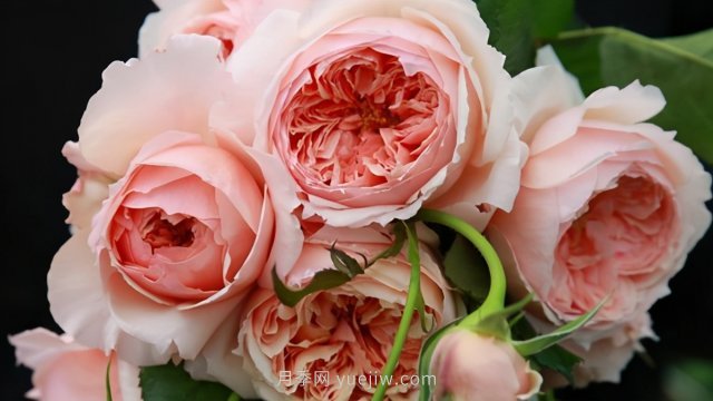 真宙月季和朱麗葉月季進(jìn)行對比，優(yōu)缺點一目了然(圖1)