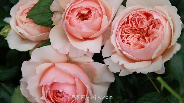 真宙月季和朱麗葉月季進(jìn)行對比，優(yōu)缺點一目了然(圖3)