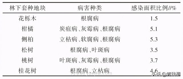 不同樹種林下套種黃精種植技術初探(圖2)